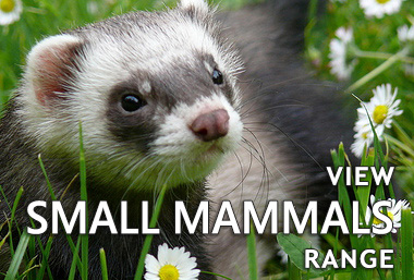 Small Mammals